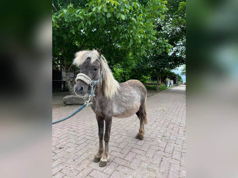 Ponis Shetland Mestizo Caballo castrado 4 años 92 cm  in Löwenberger Land