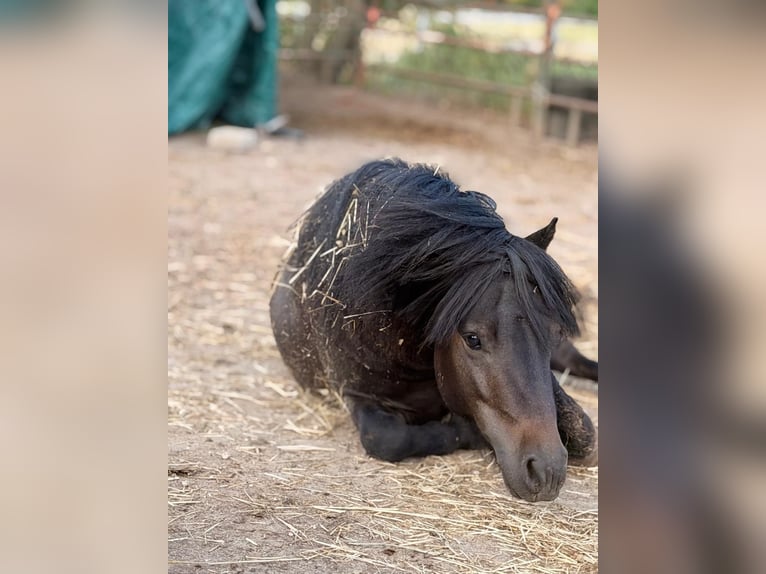 Ponis Shetland Caballo castrado 4 años 95 cm Negro in Issum