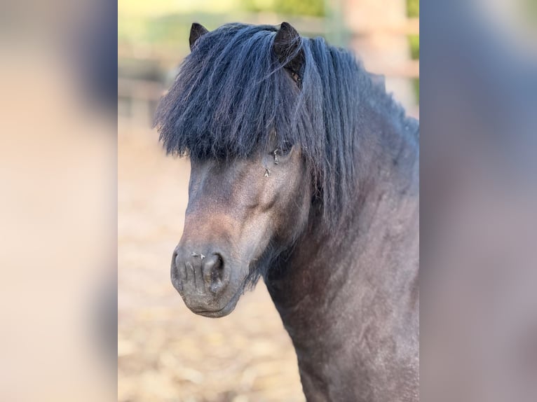 Ponis Shetland Caballo castrado 4 años 95 cm Negro in Issum