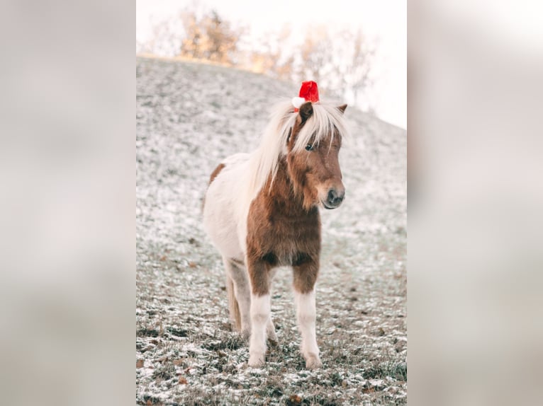 Ponis Shetland Caballo castrado 4 años 95 cm Pío in Wolfegg