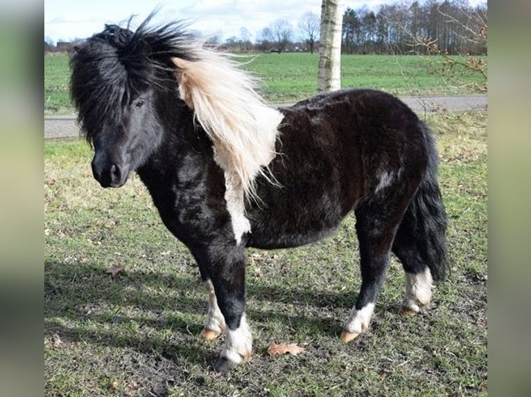 Ponis Shetland Caballo castrado 4 años 98 cm in Jever