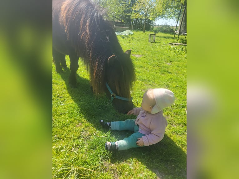 Ponis Shetland Caballo castrado 5 años 100 cm Negro in Uelvesbüll
