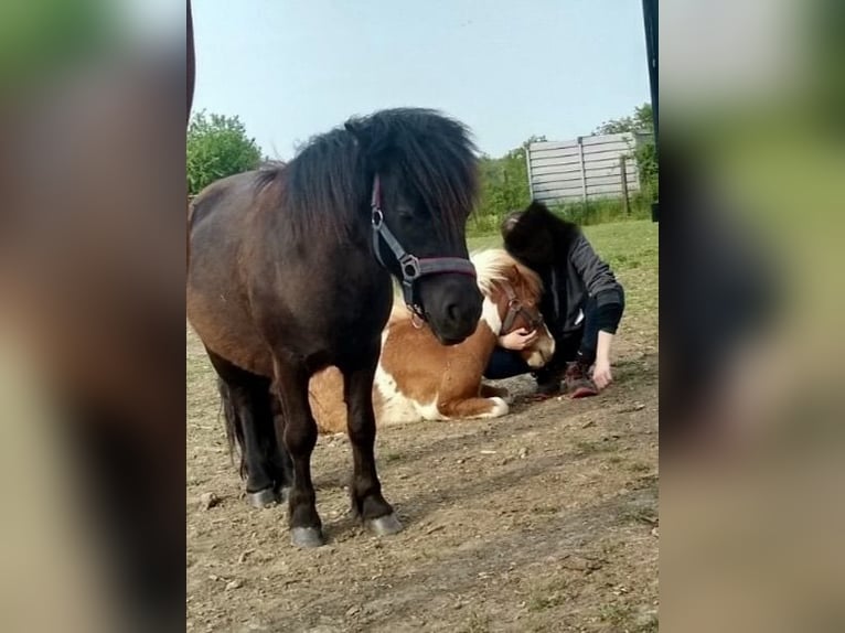 Ponis Shetland Caballo castrado 5 años 104 cm Pío in Ilmtal-Weinstraße