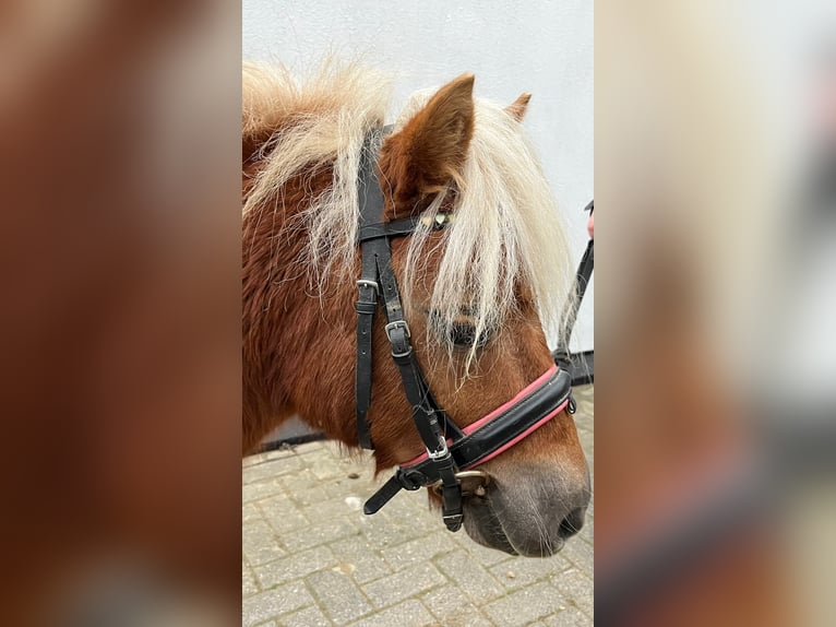 Ponis Shetland Caballo castrado 5 años 105 cm Alazán in Einbeck