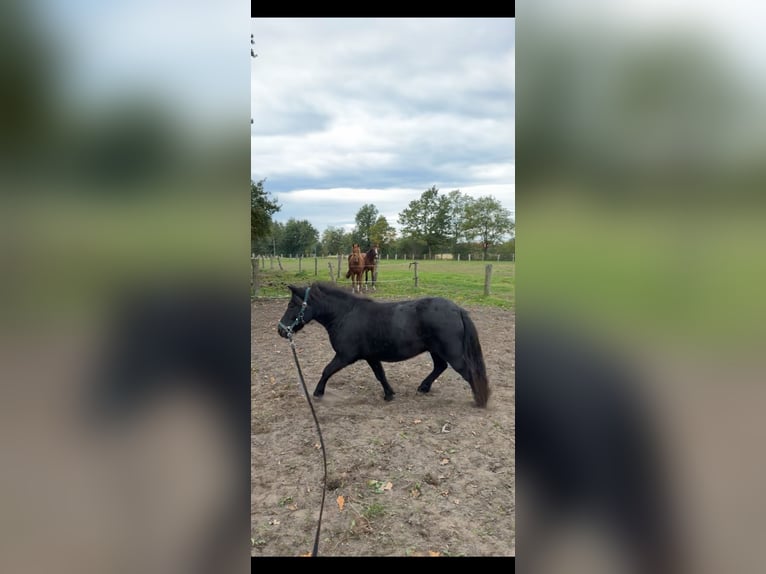 Ponis Shetland Caballo castrado 5 años 105 cm Negro in Ascheberg