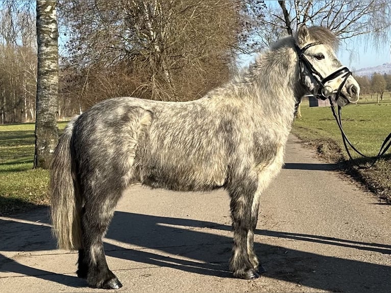 Ponis Shetland Caballo castrado 5 años 113 cm Tordo rodado in Riedlingen