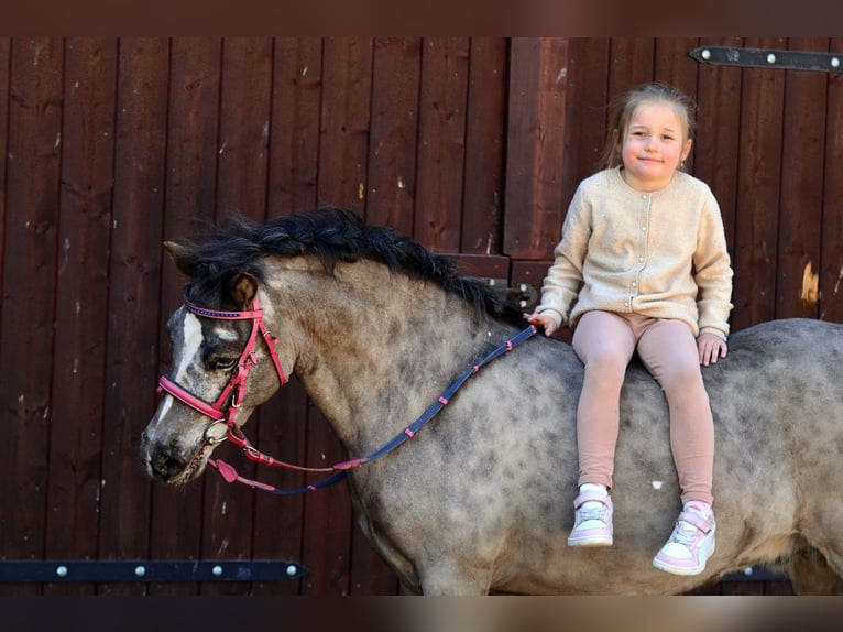 Ponis Shetland Caballo castrado 5 años 117 cm Atigrado/Moteado in Kicinland