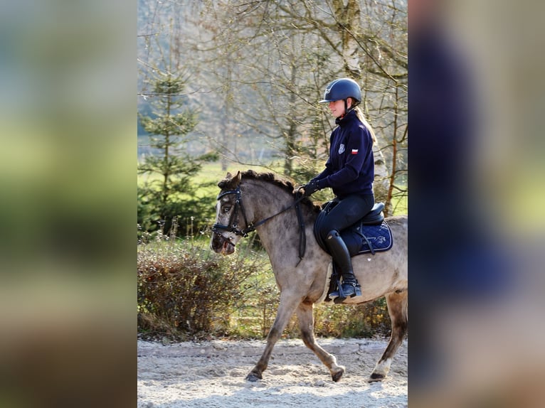 Ponis Shetland Caballo castrado 5 años 117 cm Atigrado/Moteado in Kicinland