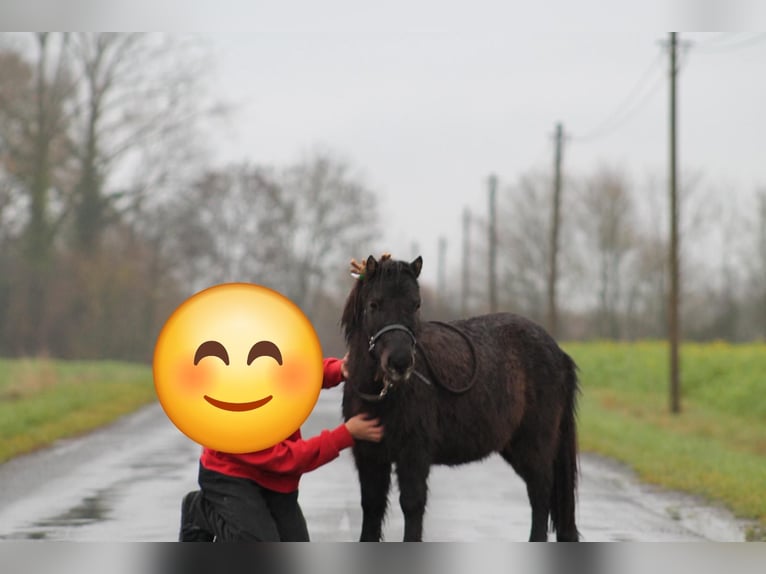 Ponis Shetland Caballo castrado 5 años 83 cm Morcillo in Drensteinfurt