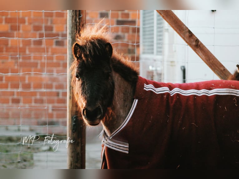 Ponis Shetland Caballo castrado 5 años 83 cm Morcillo in Drensteinfurt