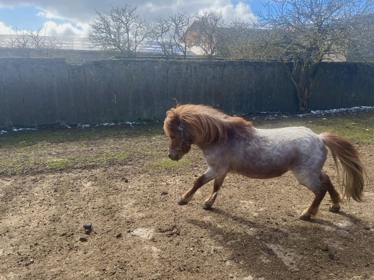 Ponis Shetland Mestizo Caballo castrado 5 años 90 cm Alazán-tostado in Kaltohmfeld