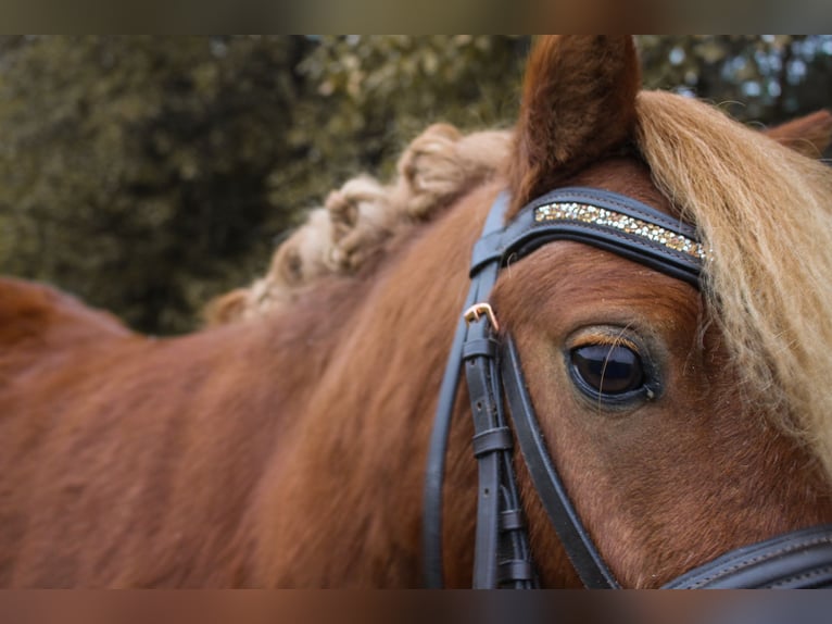 Ponis Shetland Mestizo Caballo castrado 5 años 90 cm in Tobaj