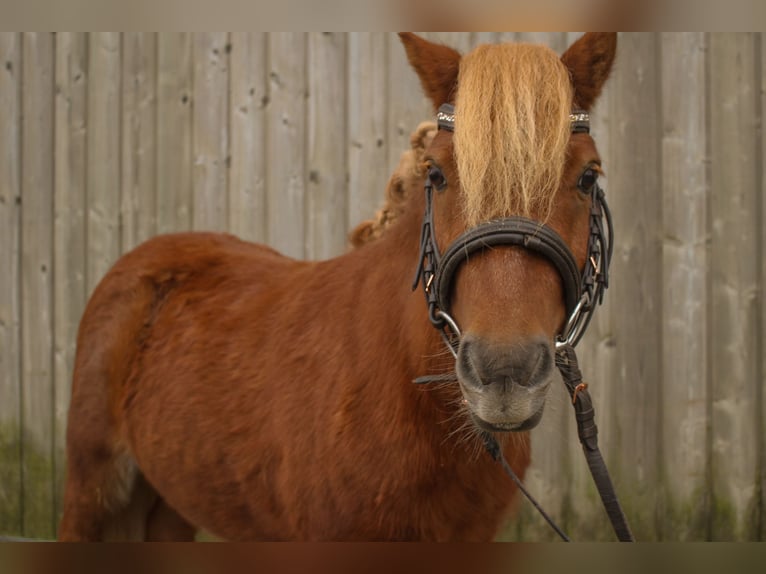 Ponis Shetland Mestizo Caballo castrado 5 años 90 cm in Tobaj