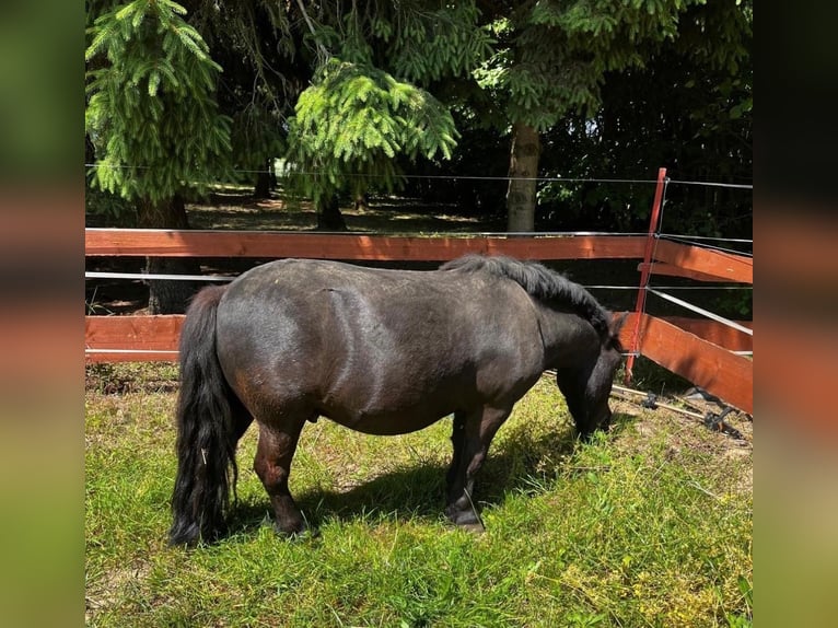 Ponis Shetland Caballo castrado 5 años 90 cm Negro in Weißenfels