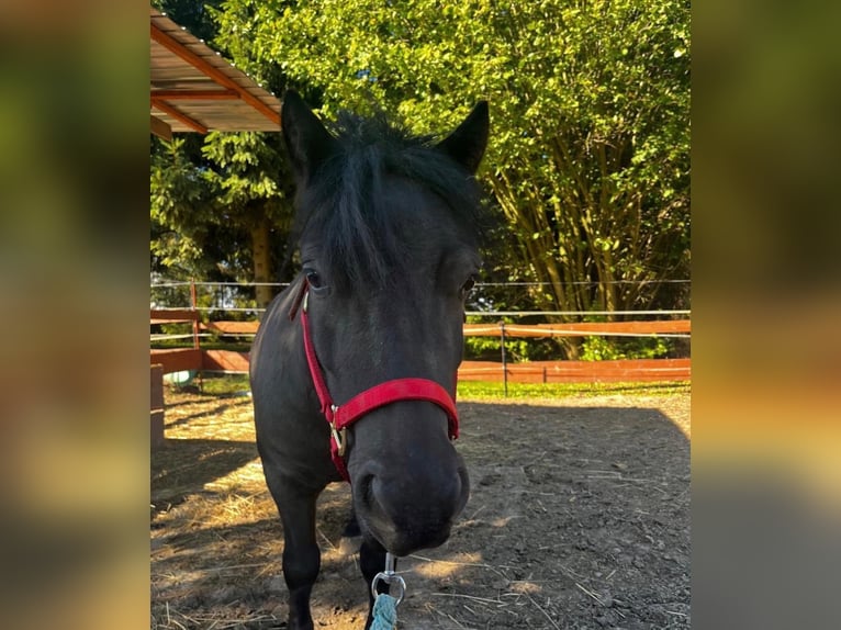 Ponis Shetland Caballo castrado 5 años 90 cm Negro in Weißenfels