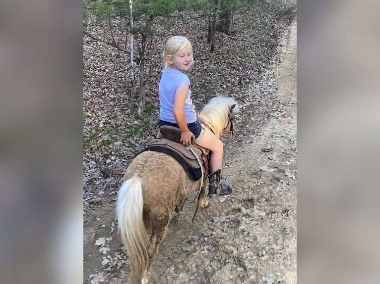 Ponis Shetland Caballo castrado 5 años 94 cm Palomino in Antlers