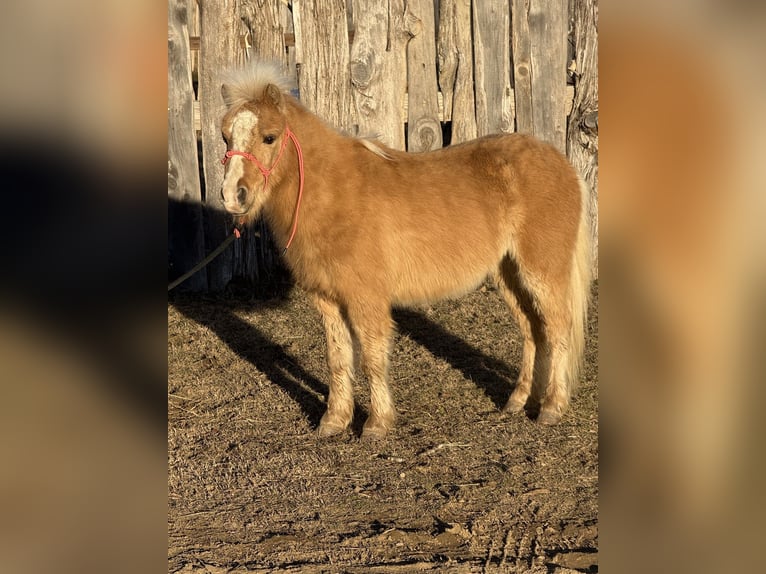 Ponis Shetland Caballo castrado 5 años 94 cm Palomino in Antlers