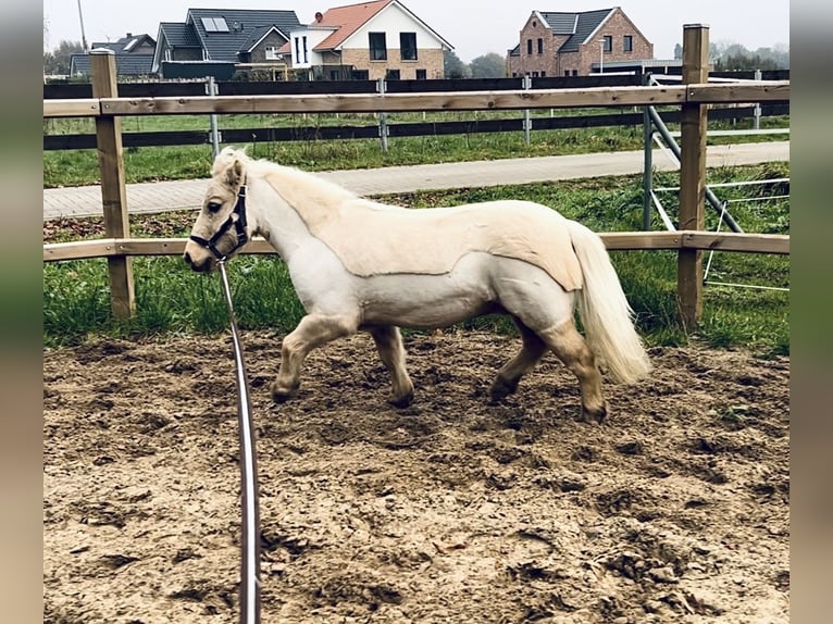 Ponis Shetland Caballo castrado 5 años 95 cm Palomino in Oberlangen