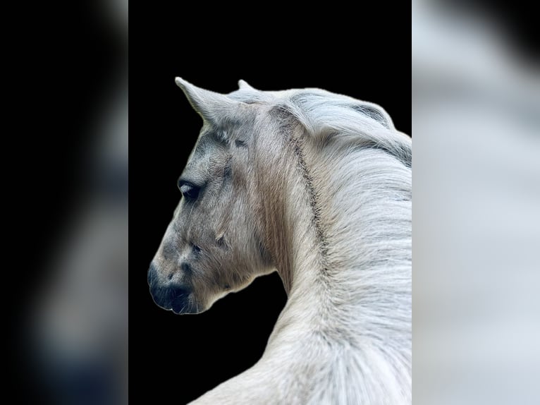 Ponis Shetland Caballo castrado 5 años 95 cm Palomino in Oberlangen