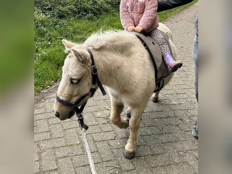 Ponis Shetland Caballo castrado 5 años 95 cm Palomino in Oberlangen