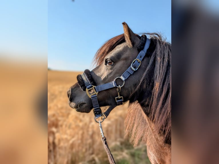 Ponis Shetland Caballo castrado 6 años 100 cm Pío in Rosbach vor der Höhe Nieder-Rosbach