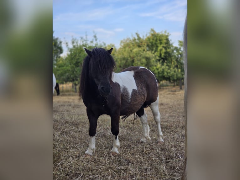 Ponis Shetland Caballo castrado 6 años 100 cm Pío in Rosbach vor der Höhe Nieder-Rosbach