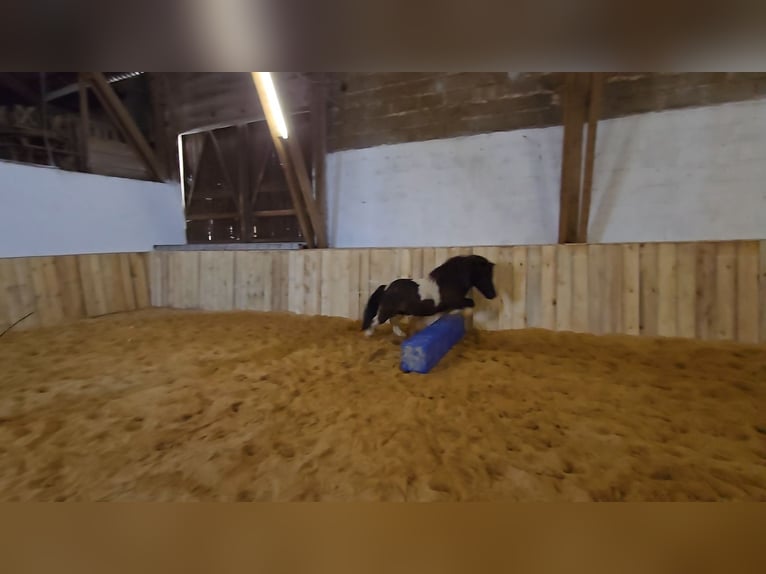 Ponis Shetland Caballo castrado 6 años 100 cm Pío in Rosbach vor der Höhe Nieder-Rosbach