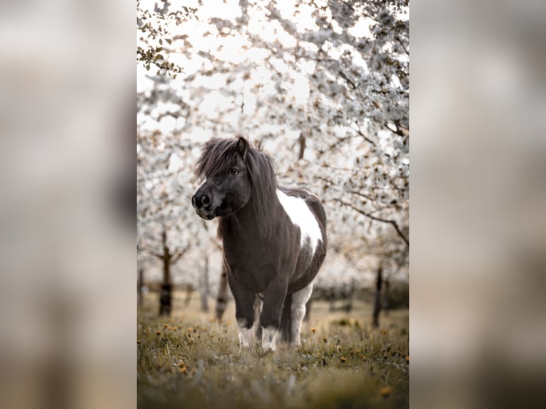 Ponis Shetland Caballo castrado 6 años 100 cm Pío in Rosbach vor der Höhe Nieder-Rosbach