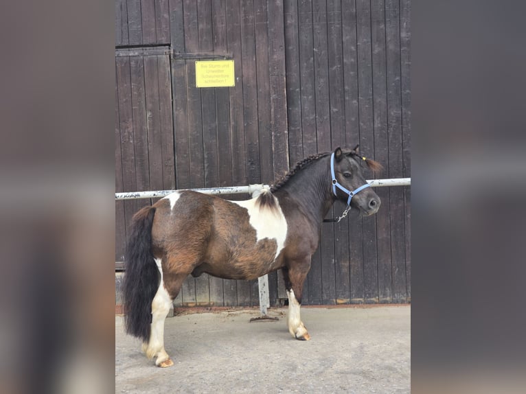 Ponis Shetland Caballo castrado 6 años 100 cm Pío in Rosbach vor der Höhe