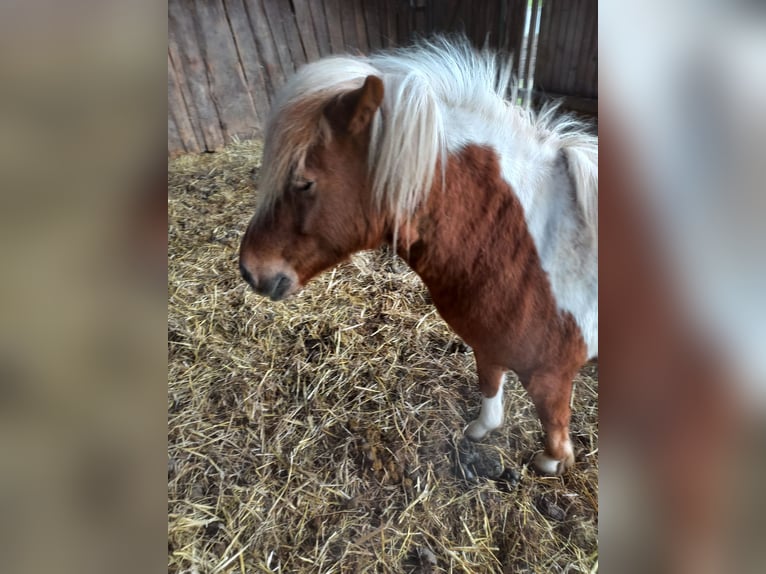 Ponis Shetland Caballo castrado 6 años 105 cm Pío in Höxter