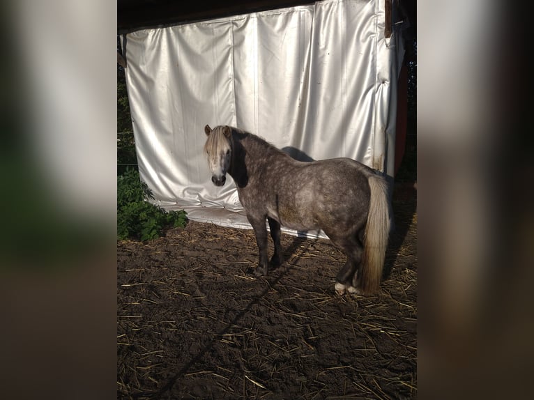 Ponis Shetland Mestizo Caballo castrado 6 años 105 cm Tordo ruano in Glücksburg