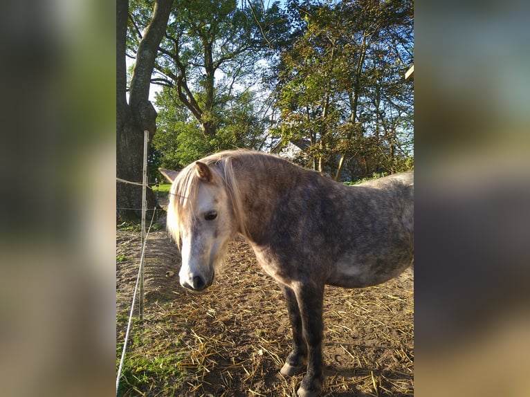 Ponis Shetland Mestizo Caballo castrado 6 años 105 cm Tordo ruano in Glücksburg