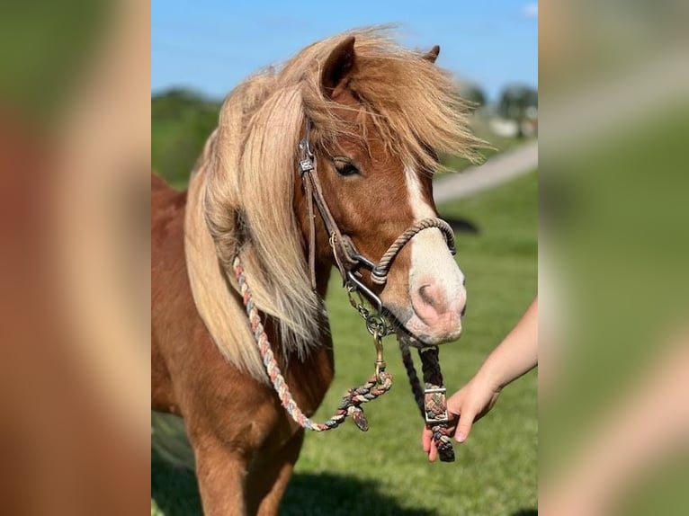 Ponis Shetland Mestizo Caballo castrado 6 años 107 cm Alazán rojizo in Maysville, KY