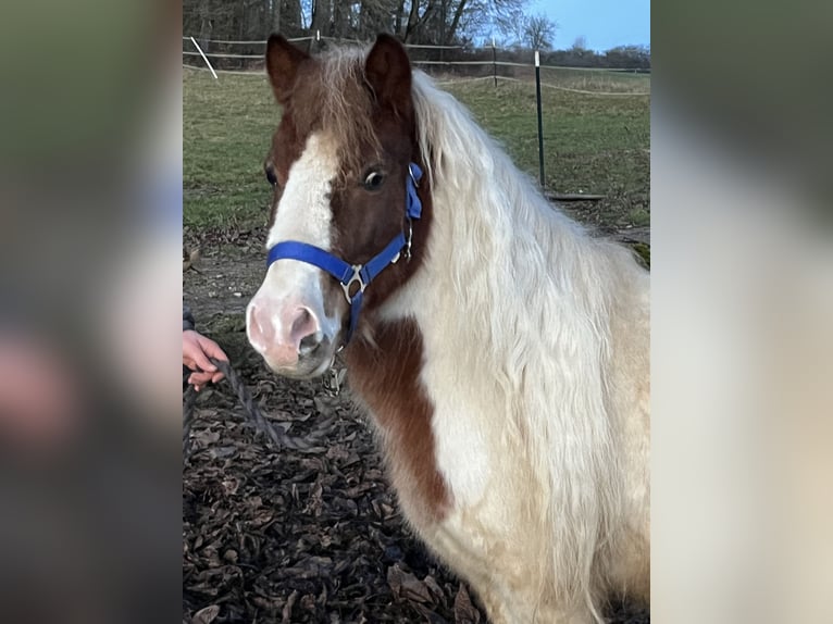 Ponis Shetland Caballo castrado 6 años 113 cm Pío in Ursensollen