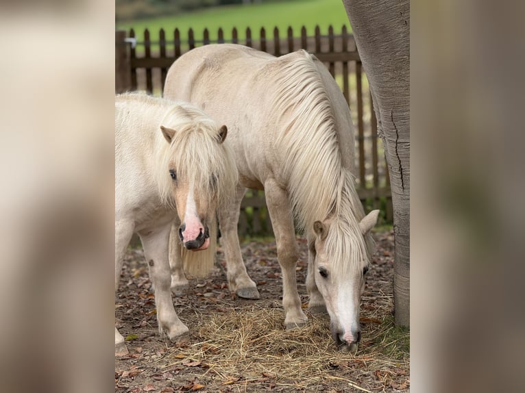 Ponis Shetland Caballo castrado 6 años 115 cm Pío in Babensham