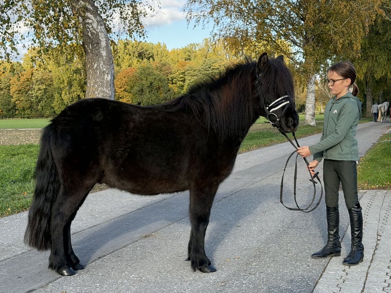 Ponis Shetland Mestizo Caballo castrado 6 años 119 cm Negro in Riedlingen