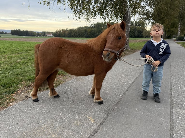 Ponis Shetland Caballo castrado 6 años 80 cm Alazán in Riedlingen