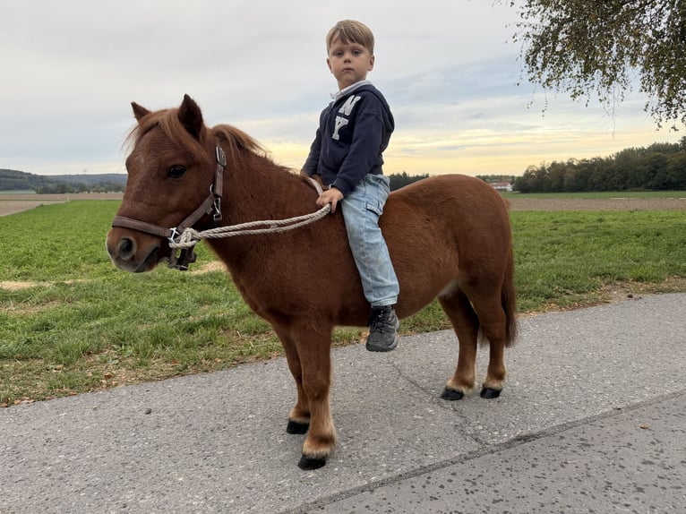 Ponis Shetland Caballo castrado 6 años 80 cm Alazán in Riedlingen