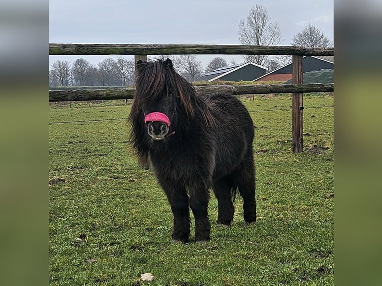 Ponis Shetland Caballo castrado 6 años 85 cm Negro in Winterswijk Corle