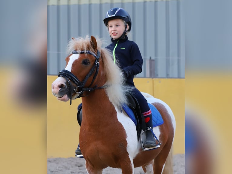 Ponis Shetland Caballo castrado 6 años 90 cm in Tamm