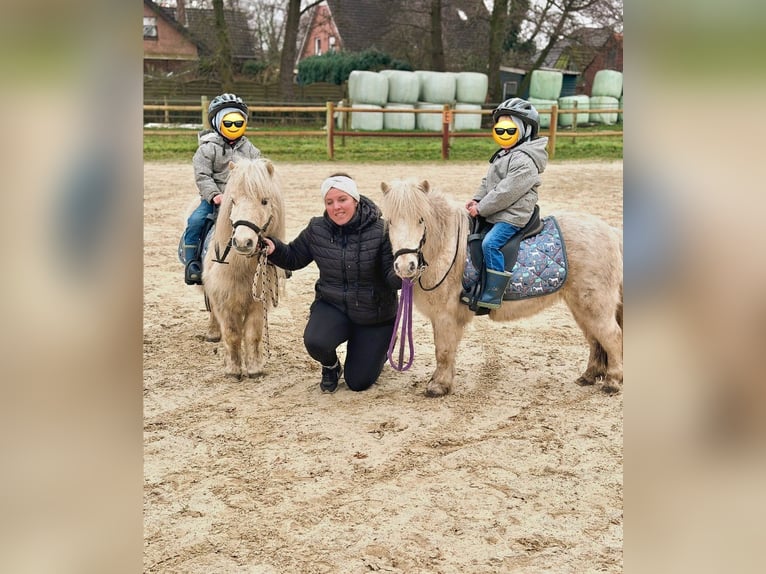 Ponis Shetland Caballo castrado 6 años 95 cm Palomino in Halle