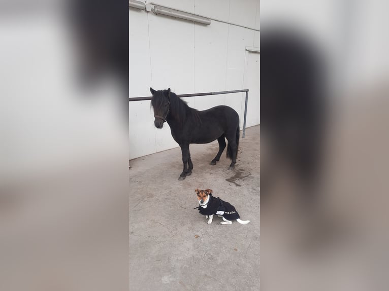 Ponis Shetland Caballo castrado 6 años in Finsing