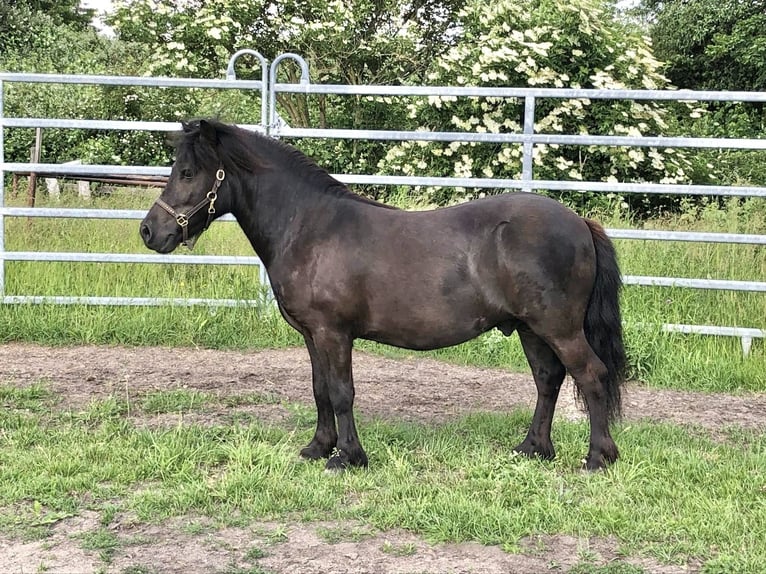 Ponis Shetland Caballo castrado 7 años 105 cm Morcillo in Köln