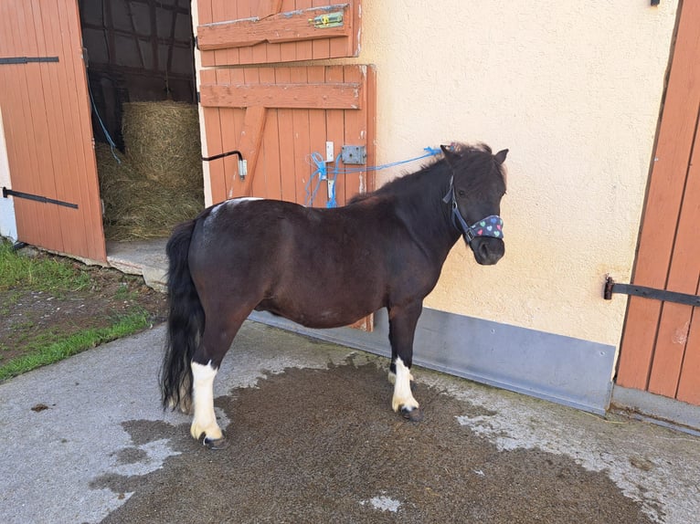 Ponis Shetland Caballo castrado 7 años 107 cm in Attenweiler