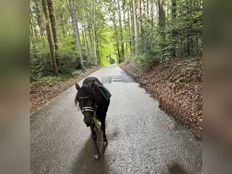 Ponis Shetland Caballo castrado 7 años 107 cm Negro in Happerswil
