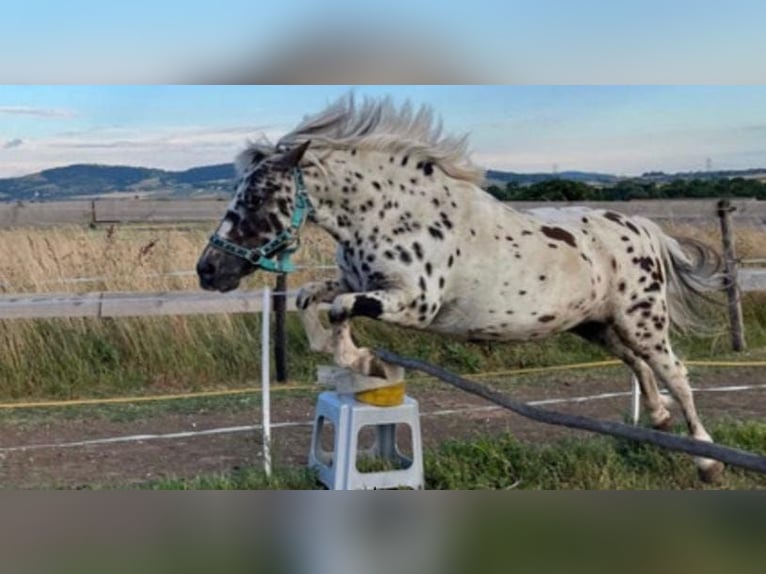 Ponis Shetland Caballo castrado 7 años 116 cm Atigrado/Moteado in Korneuburg