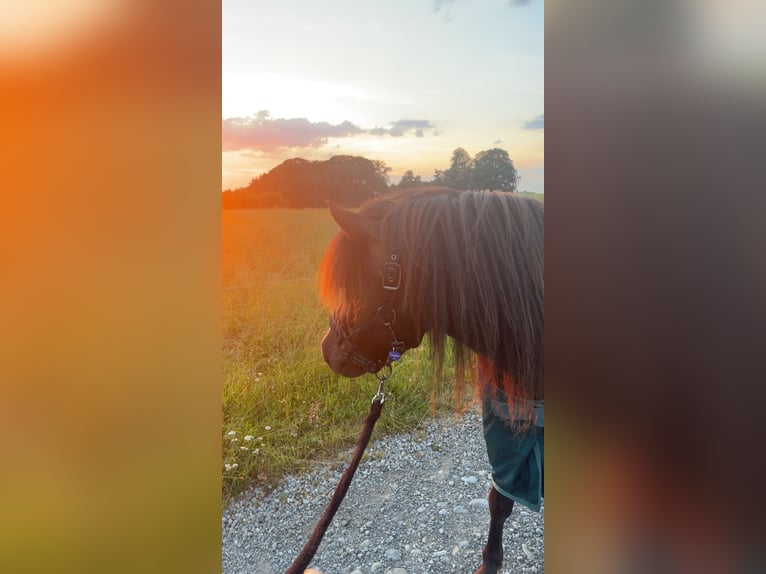 Ponis Shetland Caballo castrado 7 años 119 cm in Osterzell