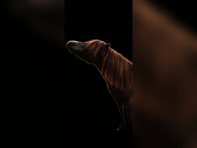 Ponis Shetland Caballo castrado 7 años 119 cm in Osterzell