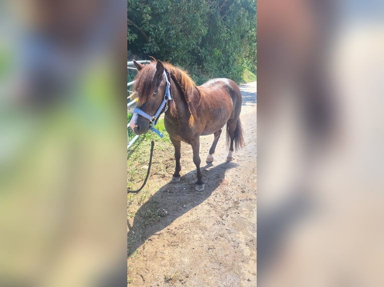 Ponis Shetland Caballo castrado 7 años 119 cm Castaño in Osterzell