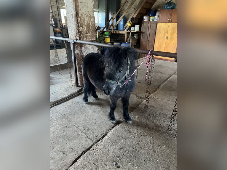 Ponis Shetland Caballo castrado 7 años 85 cm Negro in Kalktohmfeld